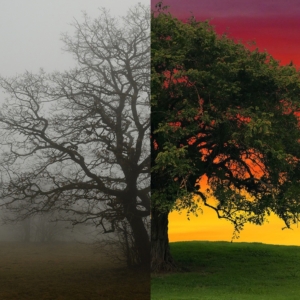 Photo of tree, half dead and black, with other half alive and blossoming